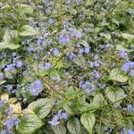 Brunnera macrophyllaЦветок