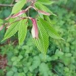 Acer carpinifolium Likasa