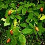 Rosa canina Habit