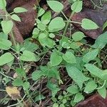 Rubia cordifolia 叶