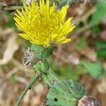 Sonchus oleraceus 花