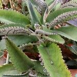 Kalanchoe daigremontiana Folha