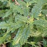 Verbena peruviana Leaf