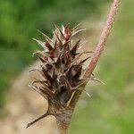 Trifolium scabrum Ffrwyth