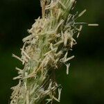 Sesleria argentea Flower