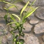 Phyllostachys viridiglaucescens Hoja