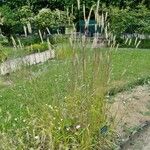 Hordeum bulbosum Other