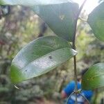 Mussaenda arcuata Leaf