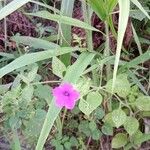 Petunia integrifolia Hàbitat