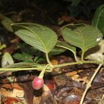 Mendoncia brenesii Fruit