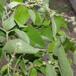 Croton morifolius Blad