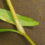 Persicaria minor Blatt