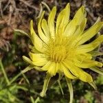 Scorzonera aristata 花