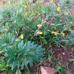 Ajuga chamaepitysFleur