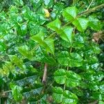 Comocladia dodonaea Leaf