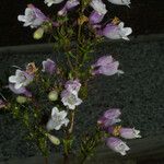 Penstemon calycosus عادت داشتن