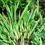 Iris setosa برگ