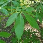 Aesculus flava Blatt