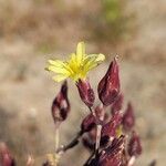Lactuca quercina Цветок