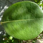 Chrysobalanus icaco Feuille