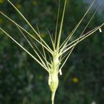 Aegilops biuncialis 果実