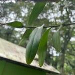 Dendrobium crumenatum 叶