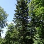 Abies alba Хабит