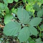 Rubus armeniacusLeaf