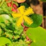 Nymphoides thunbergiana Flors