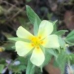 Helianthemum ledifolium 花