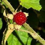 Rubus moluccanus Frutto