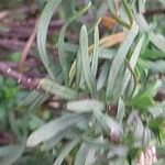 Iberis carnosa Hoja