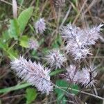 Trifolium angustifolium Ffrwyth