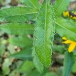 Cirsium altissimum ഇല