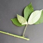 Rubus pallidus Leaf