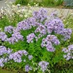 Campanula lactiflora عادت