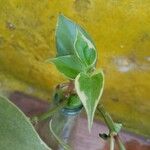 Peperomia serpens Leaf