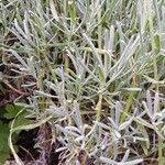 Lavandula angustifolia Yaprak