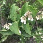 Deutzia scabraЛіст