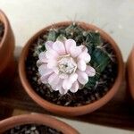 Gymnocalycium anisitsii Ліст