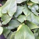 Homalomena rubescens Hoja