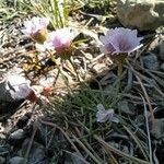 Armeria girardii Λουλούδι