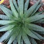 Aloe aristata List