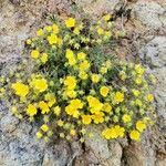 Potentilla crantzii Natur