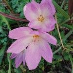 Colchicum lusitanum 花