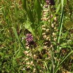 Muscari matritense Fiore