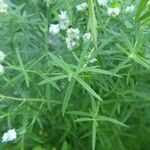 Pycnanthemum virginianum Fulla