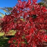 Rhus copallinum Агульны выгляд