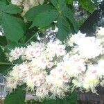 Aesculus hippocastanum花