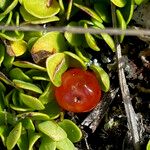 Nertera granadensis Fruit